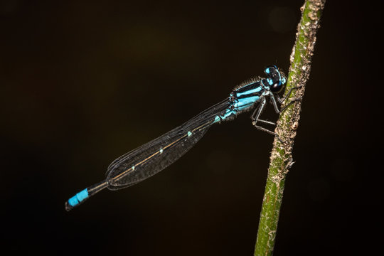 Azure bluet dragonfly clings to a twig