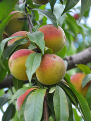 On the tree branch ripe peach fruits