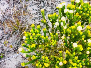 Obraz premium Finebosh südafrik 