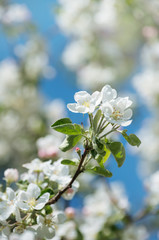 Spring Apple Blossom over blue sky.