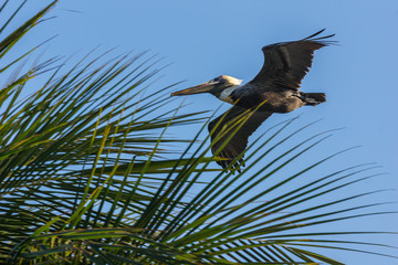 Brown Pelican in Flight