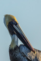 Brown Pelican portrait