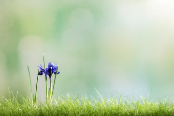 Blue iris flower in spring grass on green defocused background