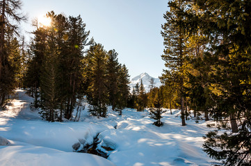St. Moritz, Stazerwald, Piz Julie, Langlauf, Langlaufloipe, Stazersee, winter, wintersport, Wanderweg, Oberengadin, Alpen, Graubünden, Schweiz