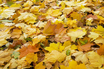 Maple leaves gold abstract background