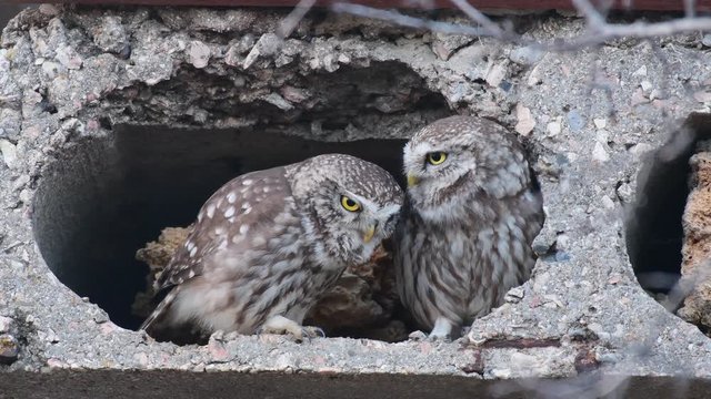 Two Owls are cooing at the burrow. Little owl (Athene noctua) Singing birds