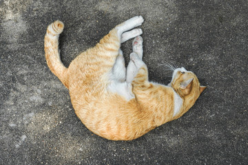 Ginger cat laying on the concrete floor