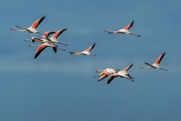 Pink flamingos in flight against blue sky