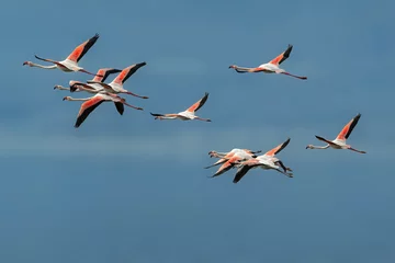 Fotobehang Pink flamingos in flight against blue sky © Jordanj