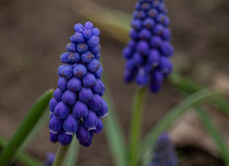 Sky blue hyacinth in spring