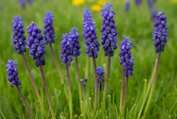 Fototapeta premium Sky blue hyacinth in spring