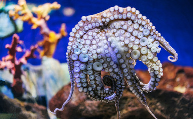 Close up view color octopus on background blue sea aquarium coral. Devilfish poulpe stuck sucker to glass in oceanarium museum, blur mockup, sea showcase seafood restaurant