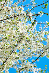 Cherry blossoms against a blue sky