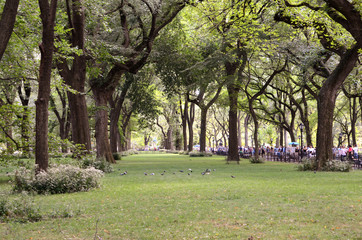Central Park woods, New York City