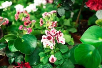 pelargonium graveolens. greenhouse with potted indoor flowers and lots of greenery. natural background