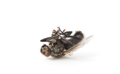dead fly isolated on a white background