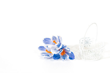 Decorative basket decorated with blue crocuses on a white background