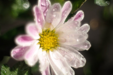 White&purple chrysanthemum blossom