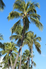 Fototapeta na wymiar Coconut trees on Ponta Verde beach, Maceio city, Alagoas state, Brazil.