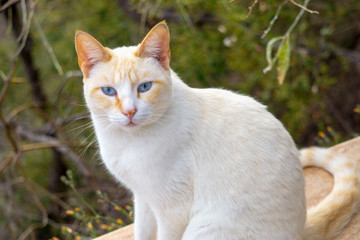 Obraz premium Siamese red point cat