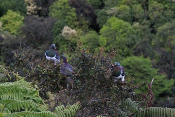 New Zealand doves Kereru communicating