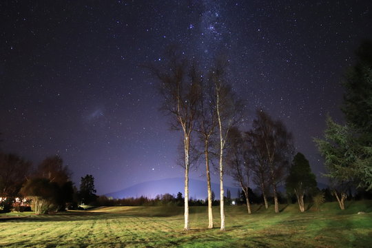 Birch landscape under the stars