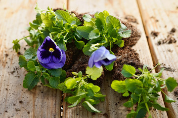 Dark purple Pansy Viola plants laying on a shelf in a greenhouse. Prepping for planting.