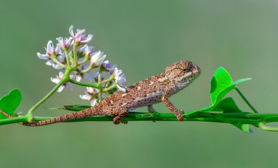 Macro shots, Beautiful nature scene green chameleon 