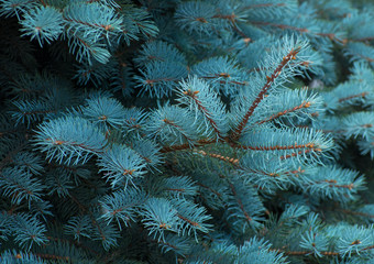 Blue spruce branches on a green background