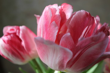 Fototapeta na wymiar Background of lovely tulips for greeting