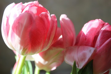 pink tulips in sunny background