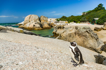 Obraz premium Penguin in Boulders Beach near Capetown