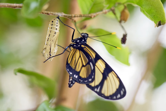 Black and yellow  butterfly coming out of the cocoon