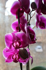 Nice orchid and phalaenopsis flowers