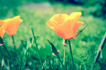 Blossom California poppies at front yard lawn in Seattle, Washington