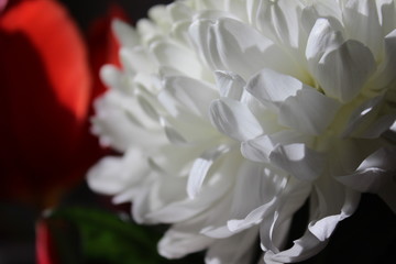 Chrysanthemum with delicate soft petals 