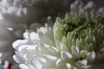 Photo white chrysanthemum filling the whole frame with their beauty and delicacy