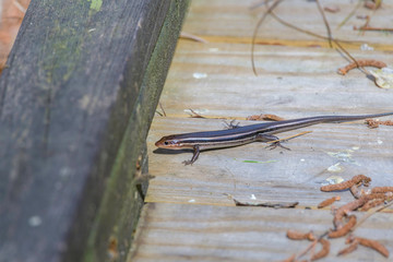 single skink