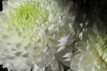 Wedding chrysanthemum flowers in white color