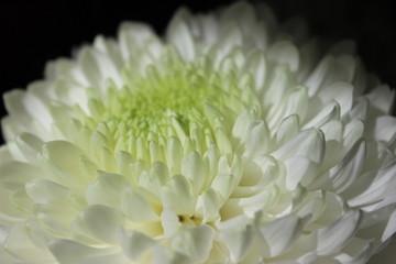 Macro image of while chrysanthemum on black background