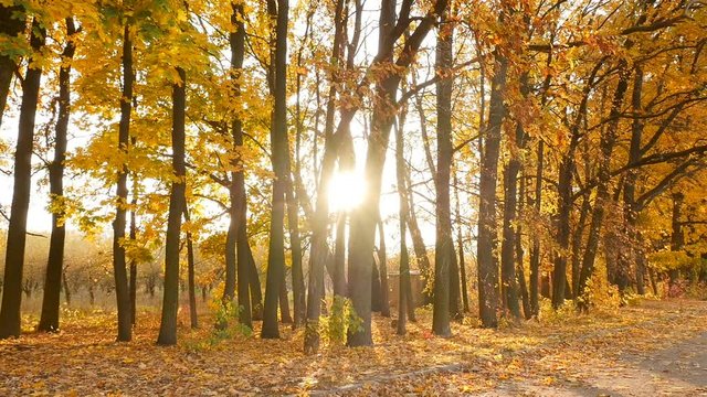 The sun shines through the autumn trees in the forest. Camera in motion