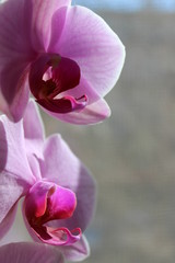 Superb, tropical flowers on gray background 