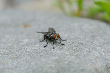 Fly Up Close Sitting On Rocks 