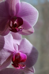 Fototapeta na wymiar Pretty orchid on black background