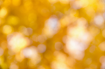 autumn background with sunny rays