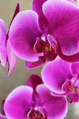 Fototapeta na wymiar Beautiful orchid flower on green background in macro