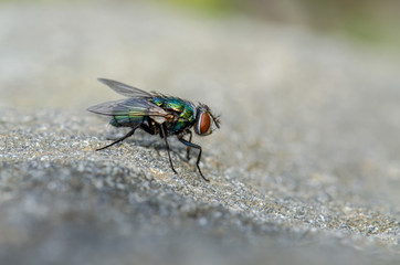 Green Blow Fly Up Close 