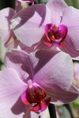 pink, picturesque orchid on a flowers background