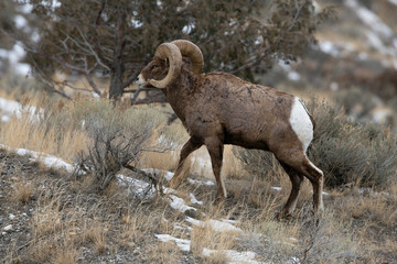 Rocky Mountain Bighorn Sheep