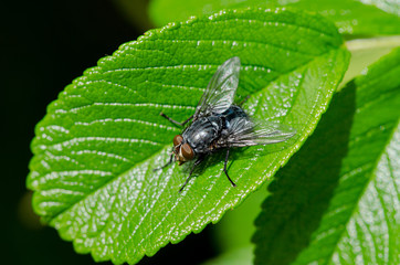 Naklejka premium House Fly On Leaf Outside 
